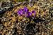 thumbnail for - 943bd2c3-0261-41cf-bcf6-cc0f8fb2d77a2.jpg